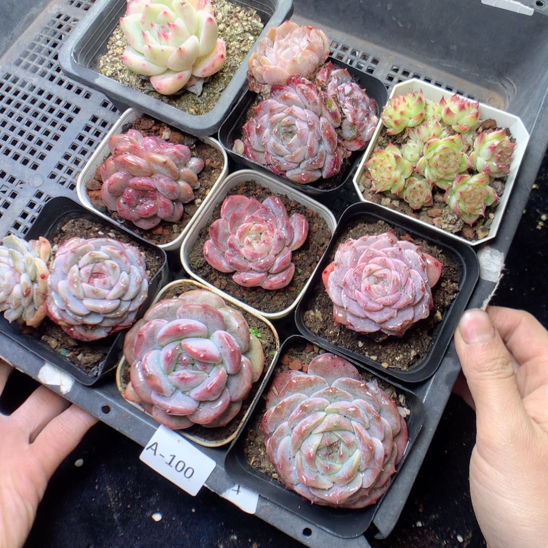 无花朵A100。yyyyyyyyy