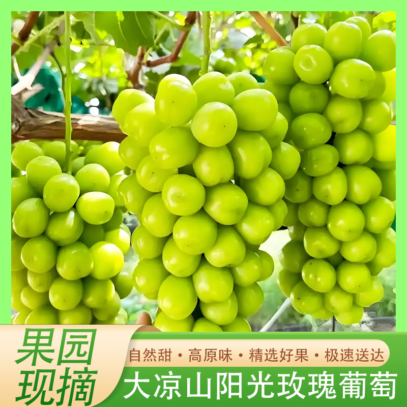 四川大凉山阳光玫瑰现脆甜无籽一口爆汁自然成熟现摘现发新鲜直达