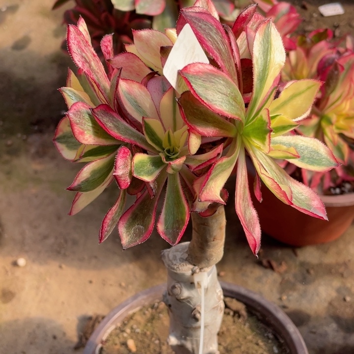 65魅影有砍嫁接多肉12345678多肉