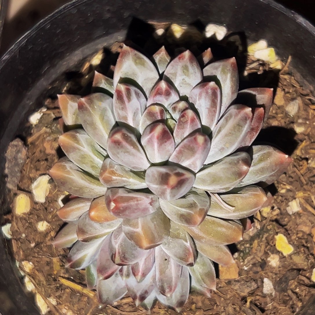 桔云多肉美人精品系列