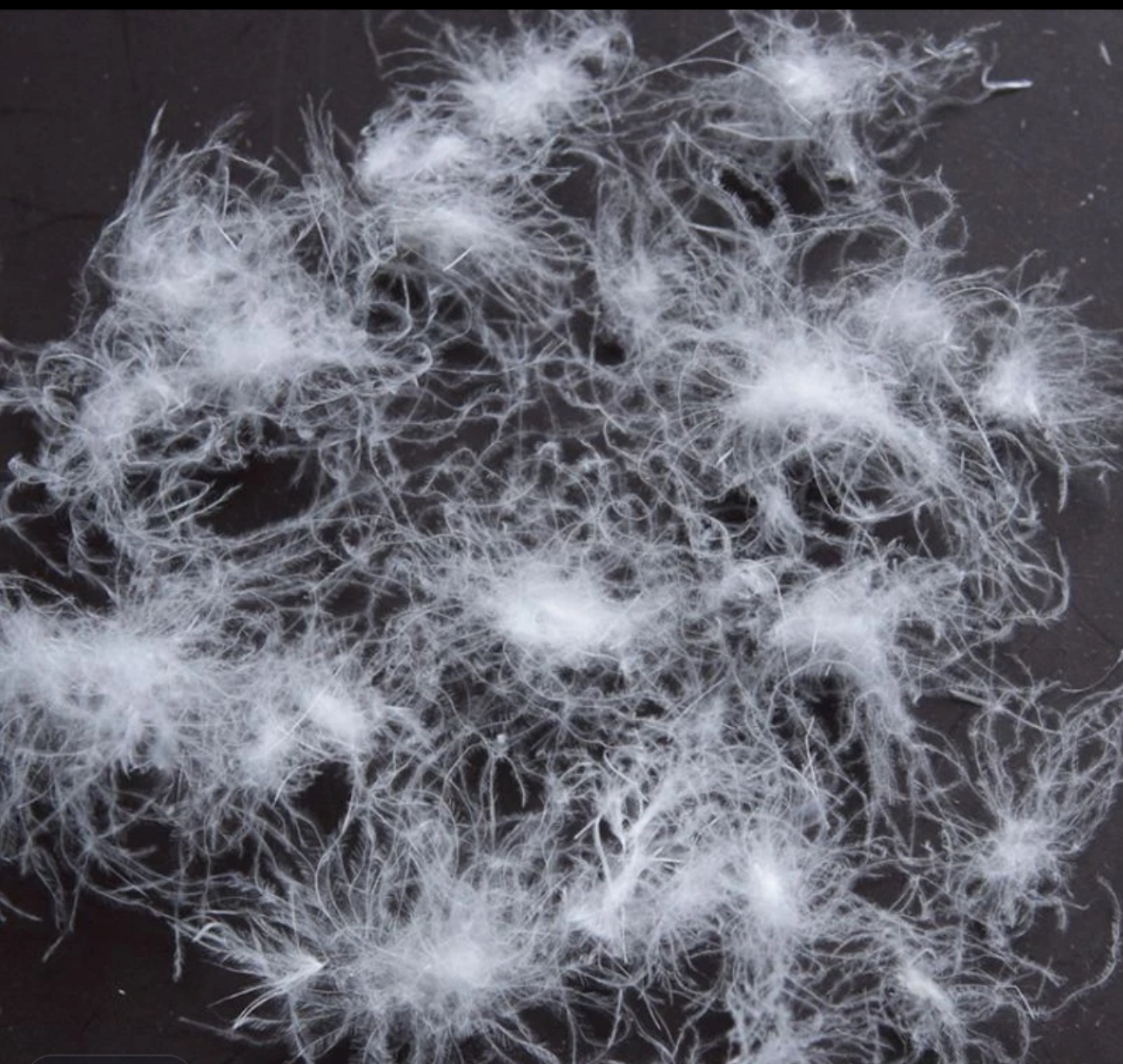 50克一两--95精选大朵鸭绒鹅绒90鸭绒散装自充酒店羽绒被蓬松保暖