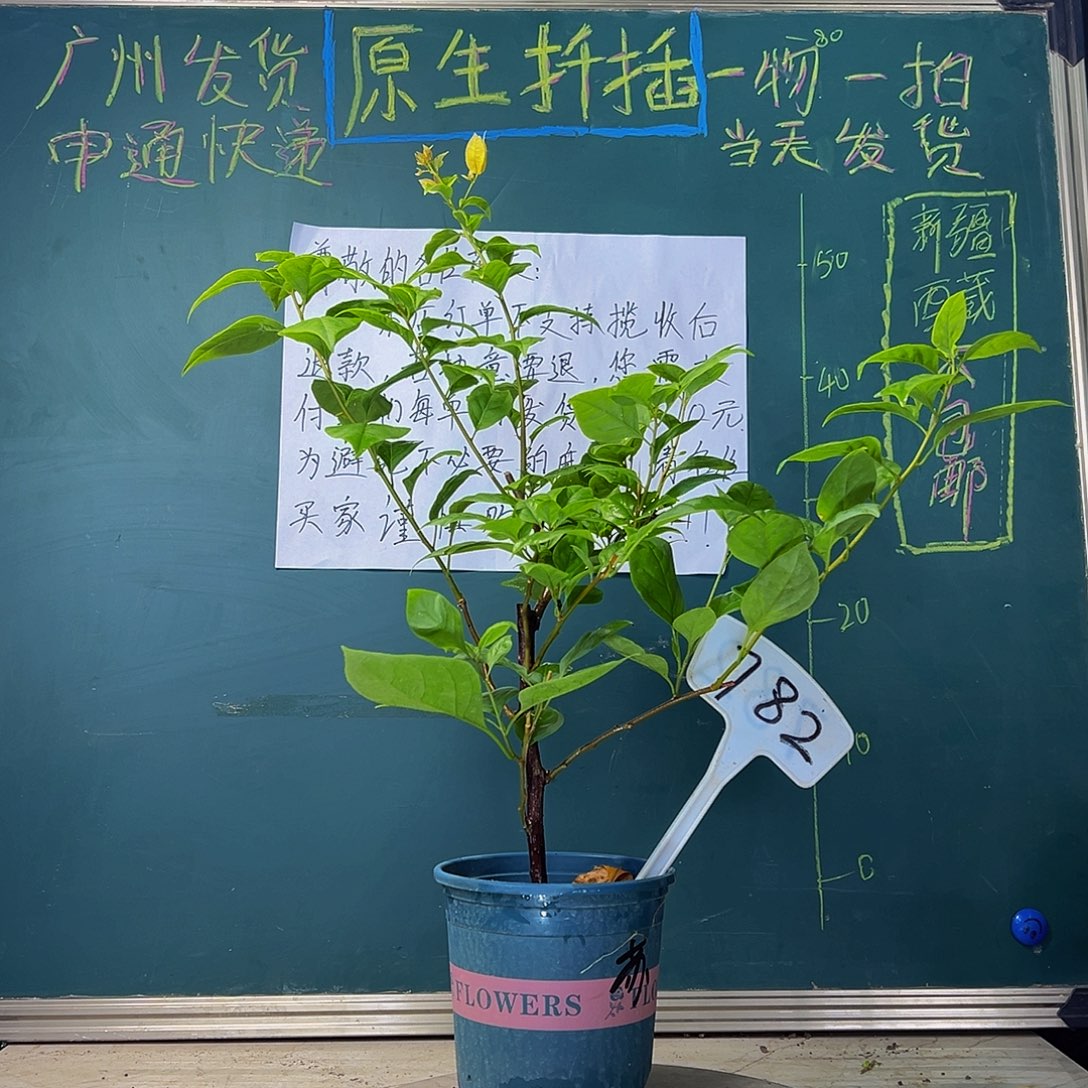 当前无花栽培后可以开花  福利   苏瓦娜  782
