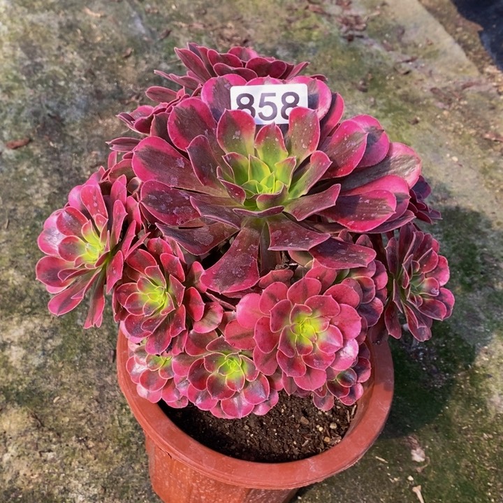 美杜莎多肉植物858