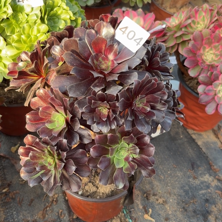 欧若拉多肉植物不包损404