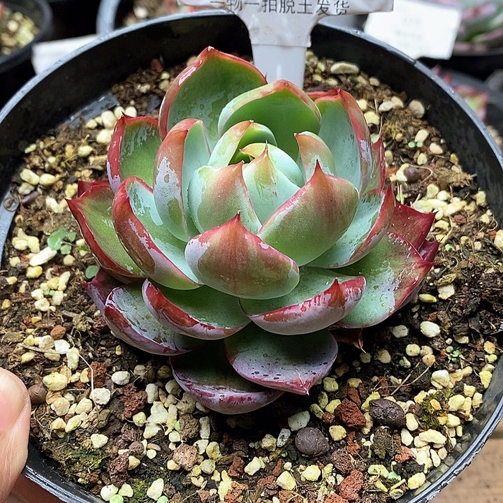 惊鸿仙子一物一拍057