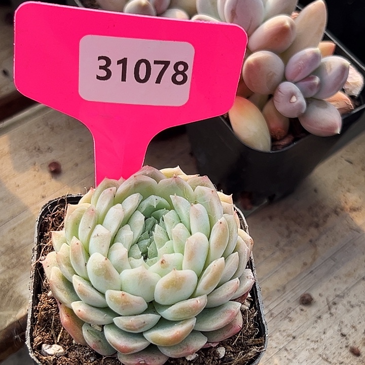 糖心。   31078号。 