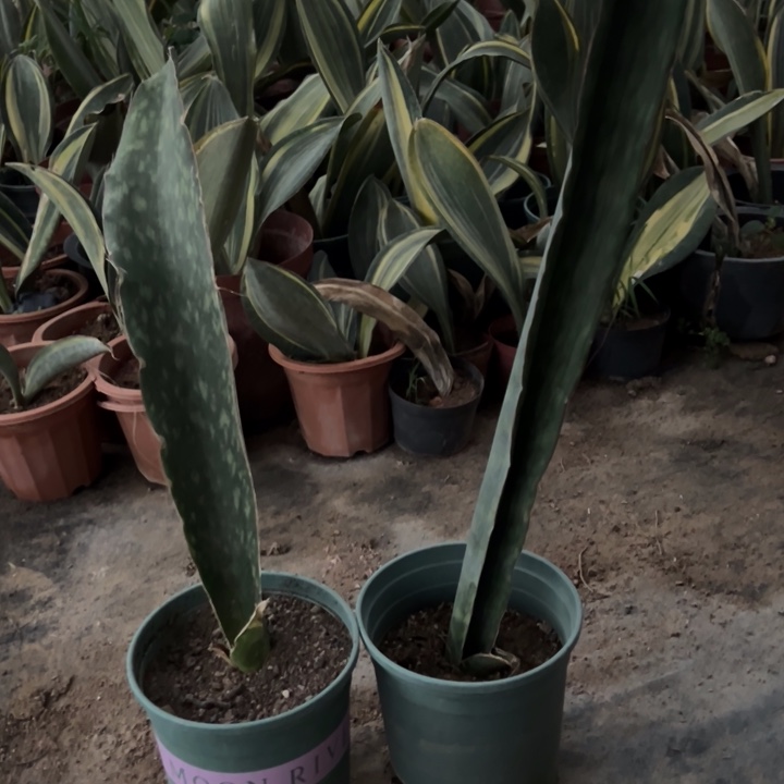 用***8完全开放龙王蓝皮虎皮兰各一颗