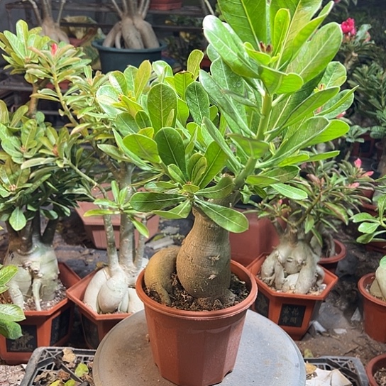 原生单瓣带盆土沙漠玫瑰