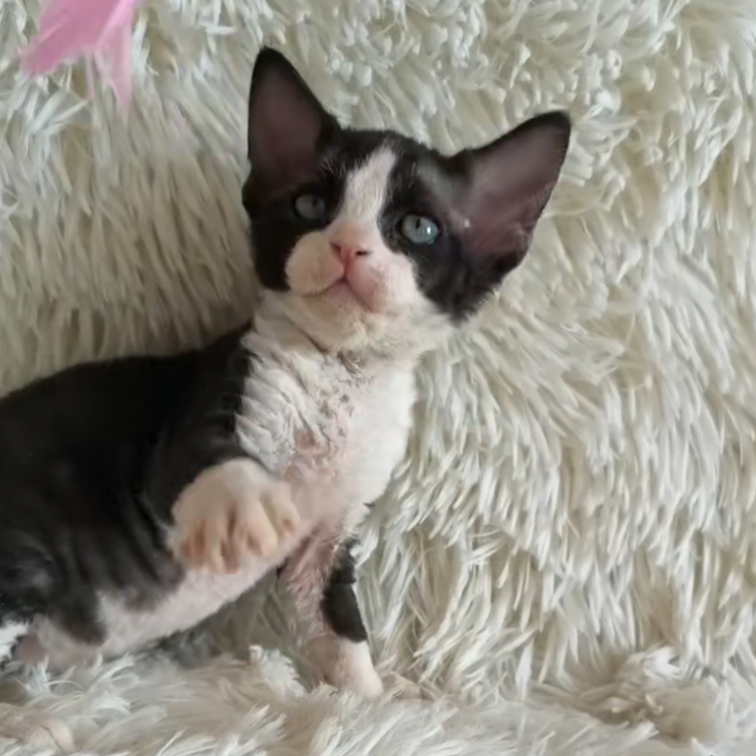 黑白开脸德文妹妹德文卷毛猫活体猫幼崽