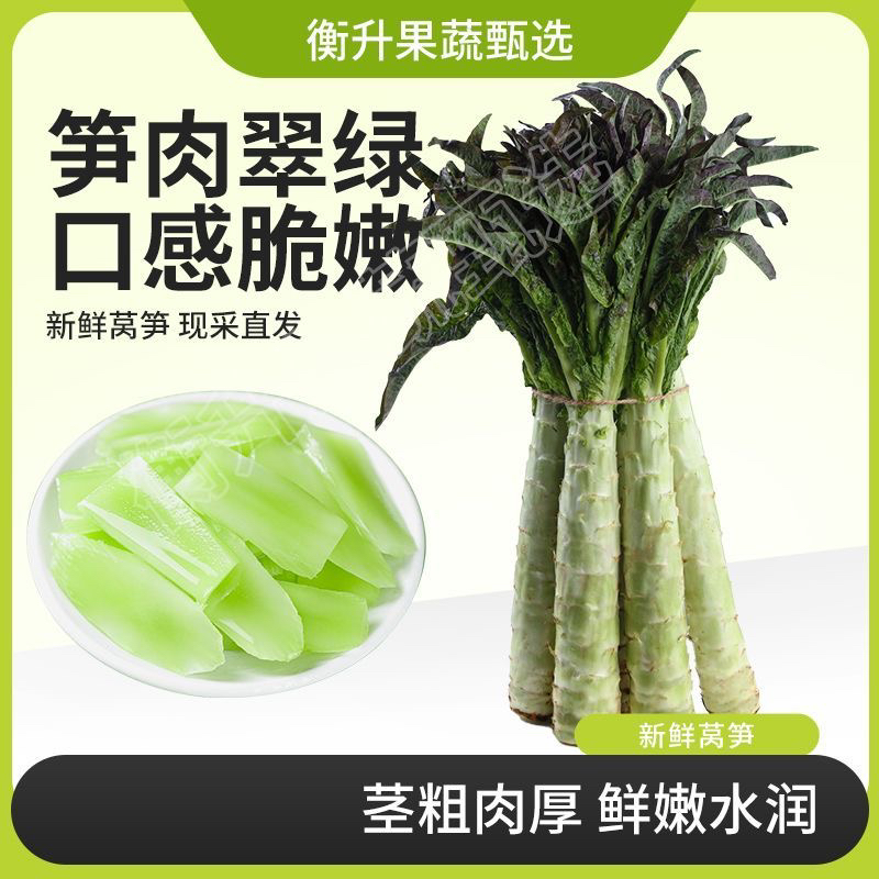 【应季】云南露天种植新鲜紫叶莴笋农家现摘现发自然成熟
