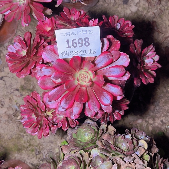 1698美姬多肉植物2号