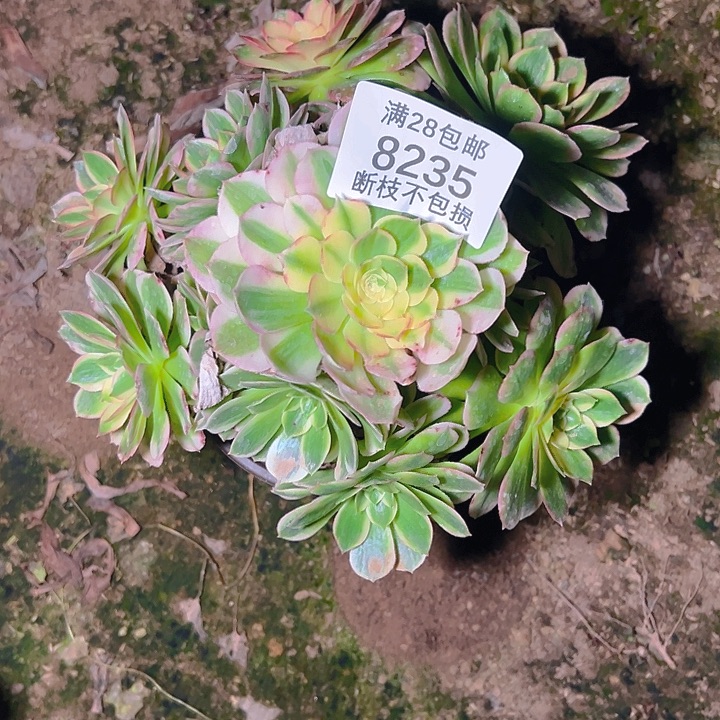 8235海仙多肉植物