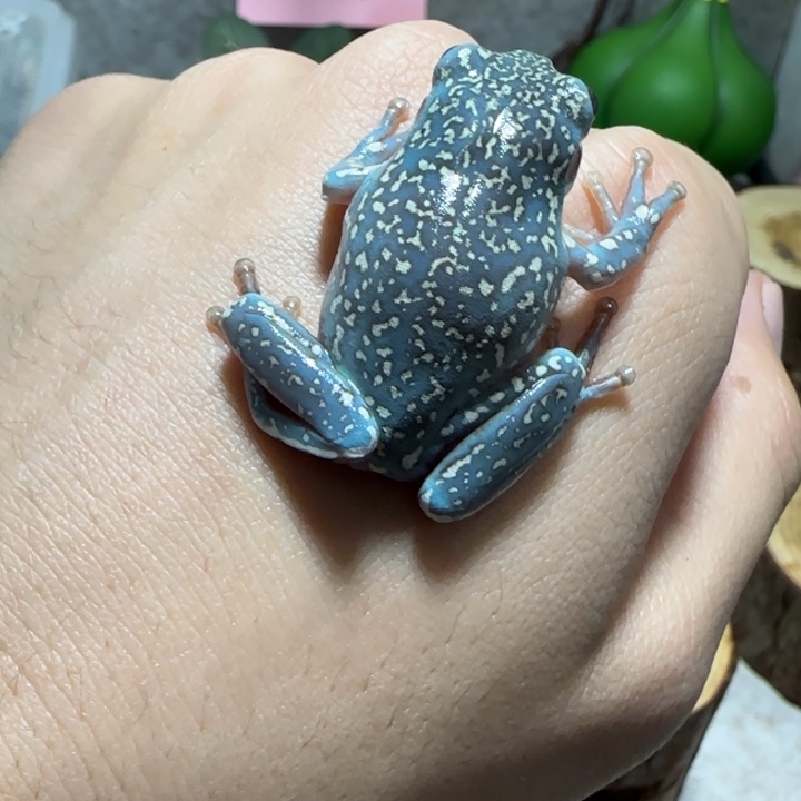 老爷树蛙4 魔鬼蓝大暴雪