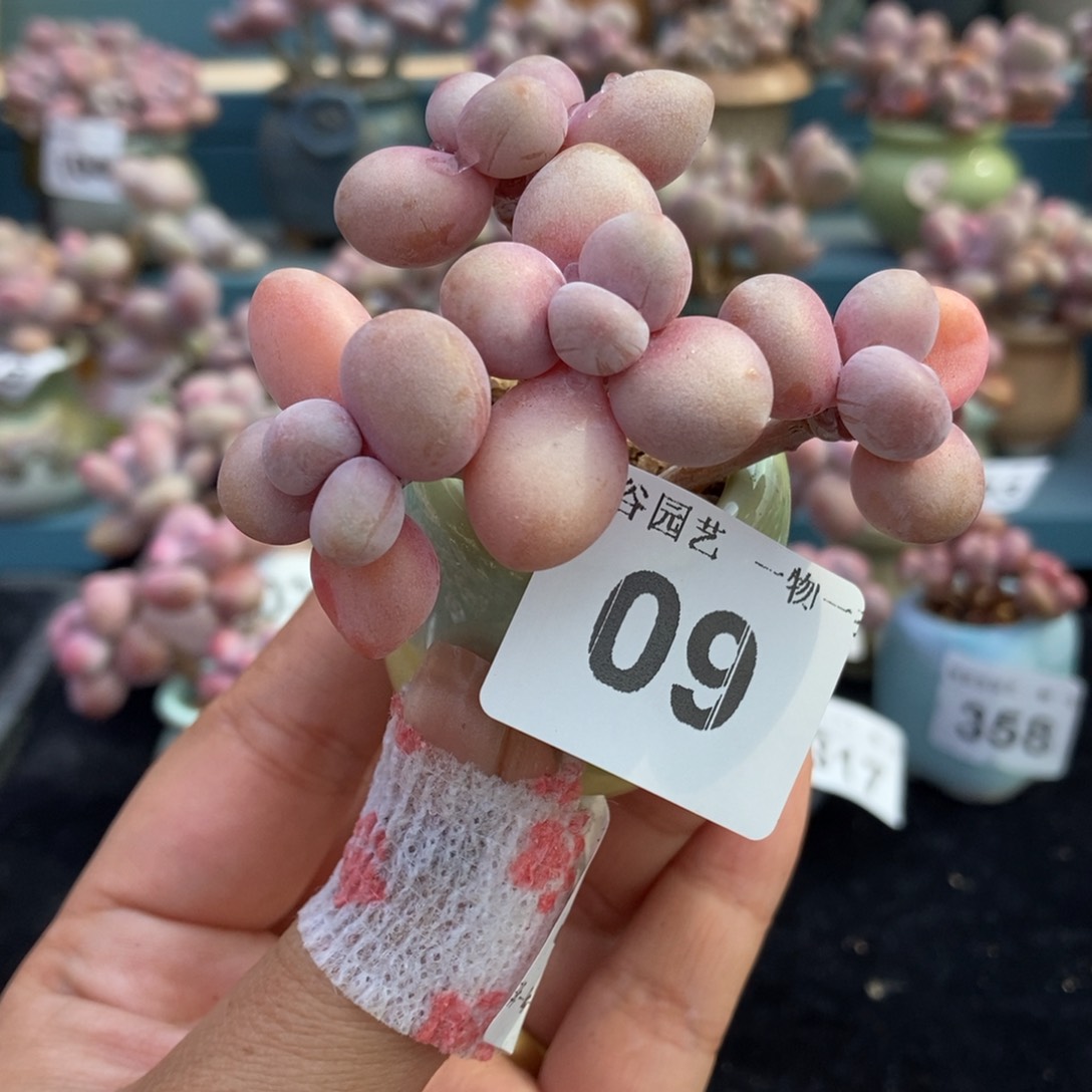 09水光腰子蛋带盆土