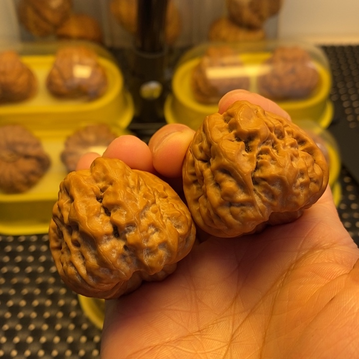 核桃手串/手链边38肚41山地蛙