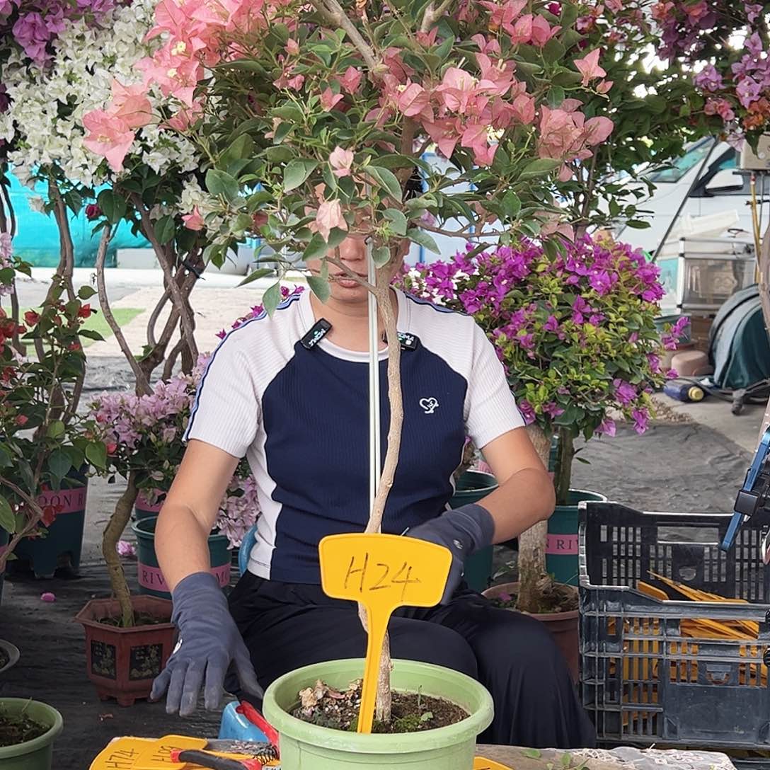 修***菊大部分花苞少量开放H24卡亚塔