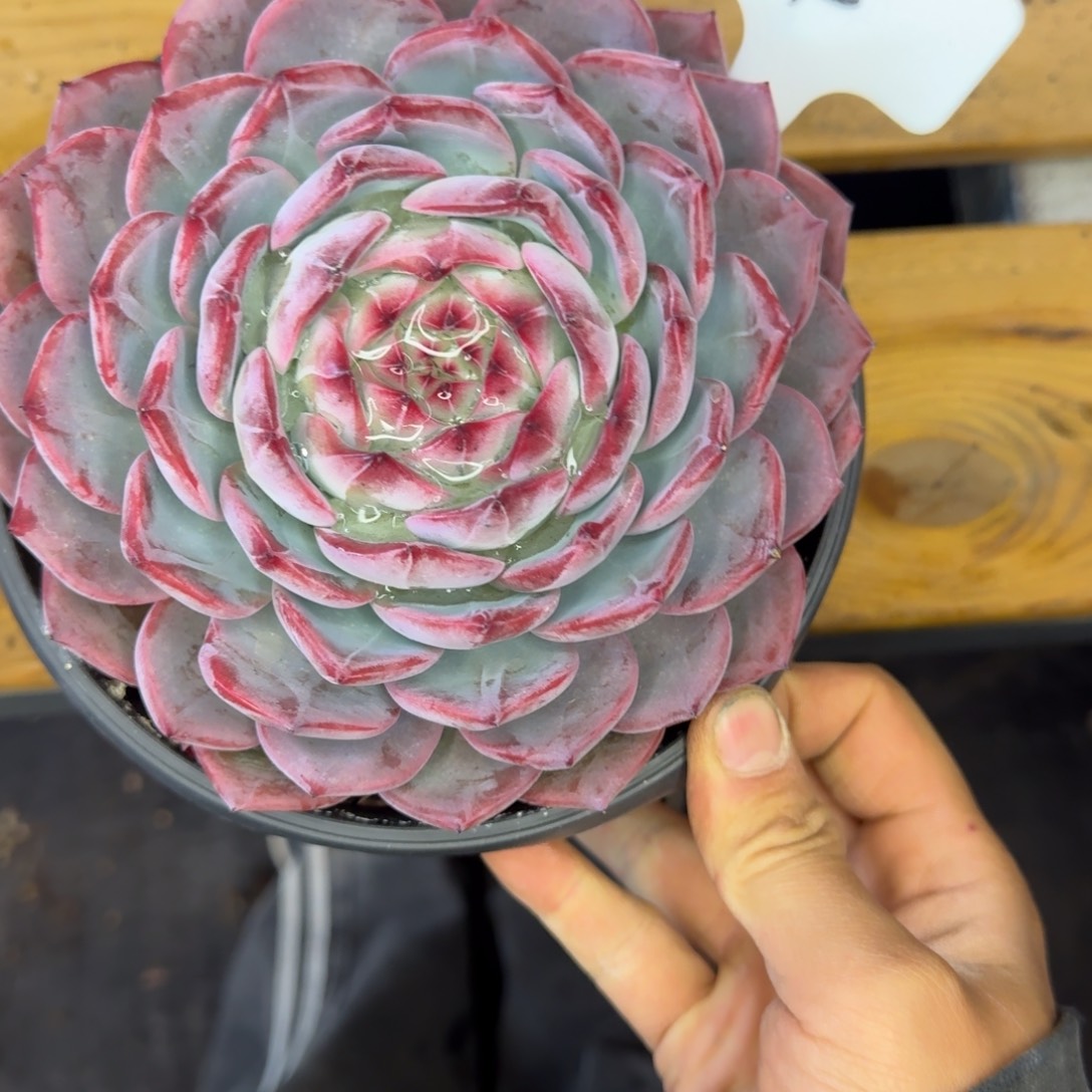 4 红鸾   一物一拍