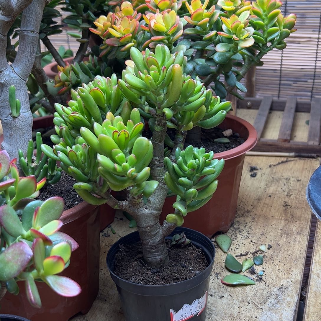 完全开放小招财猫 一物一拍