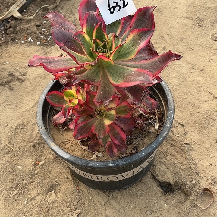 法师植物魅影法师632