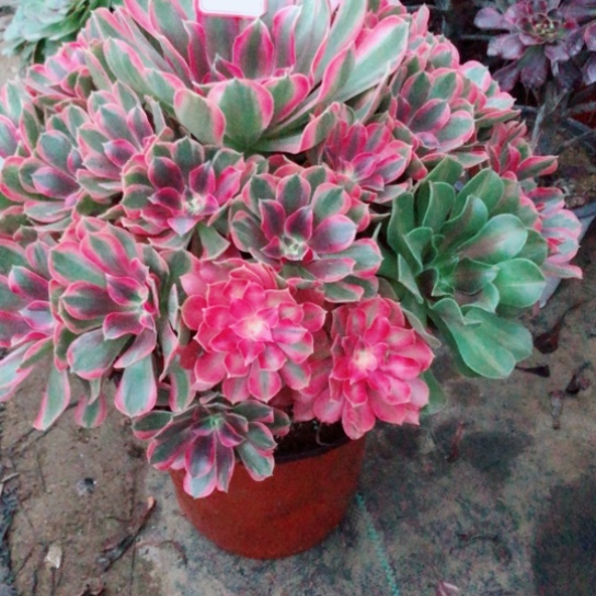 好***安无花朵76号花样年华法师多肉植物