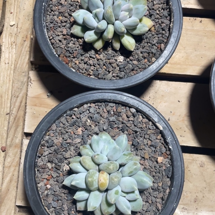 2颗哥特萝莉，拍1发2