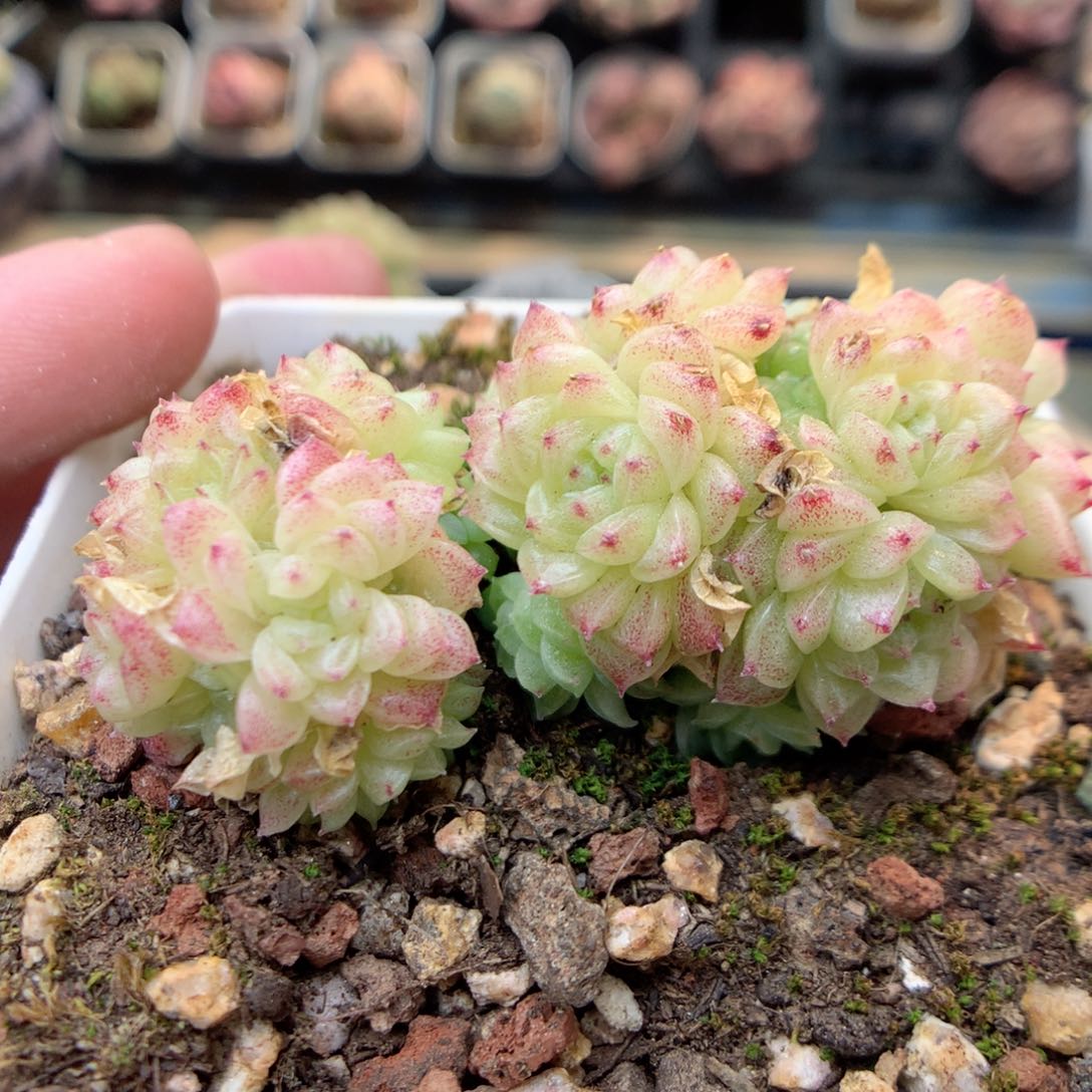 W51两群，20包邮两天凑单偏远不发货