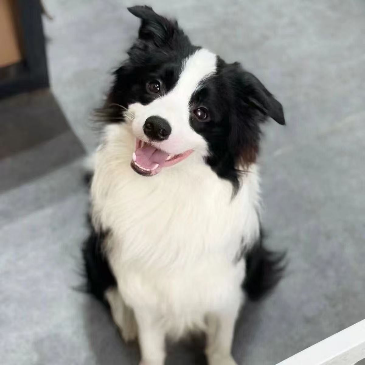 边牧纯种七白三通中型犬黑白金边陨石边牧活体宠物狗