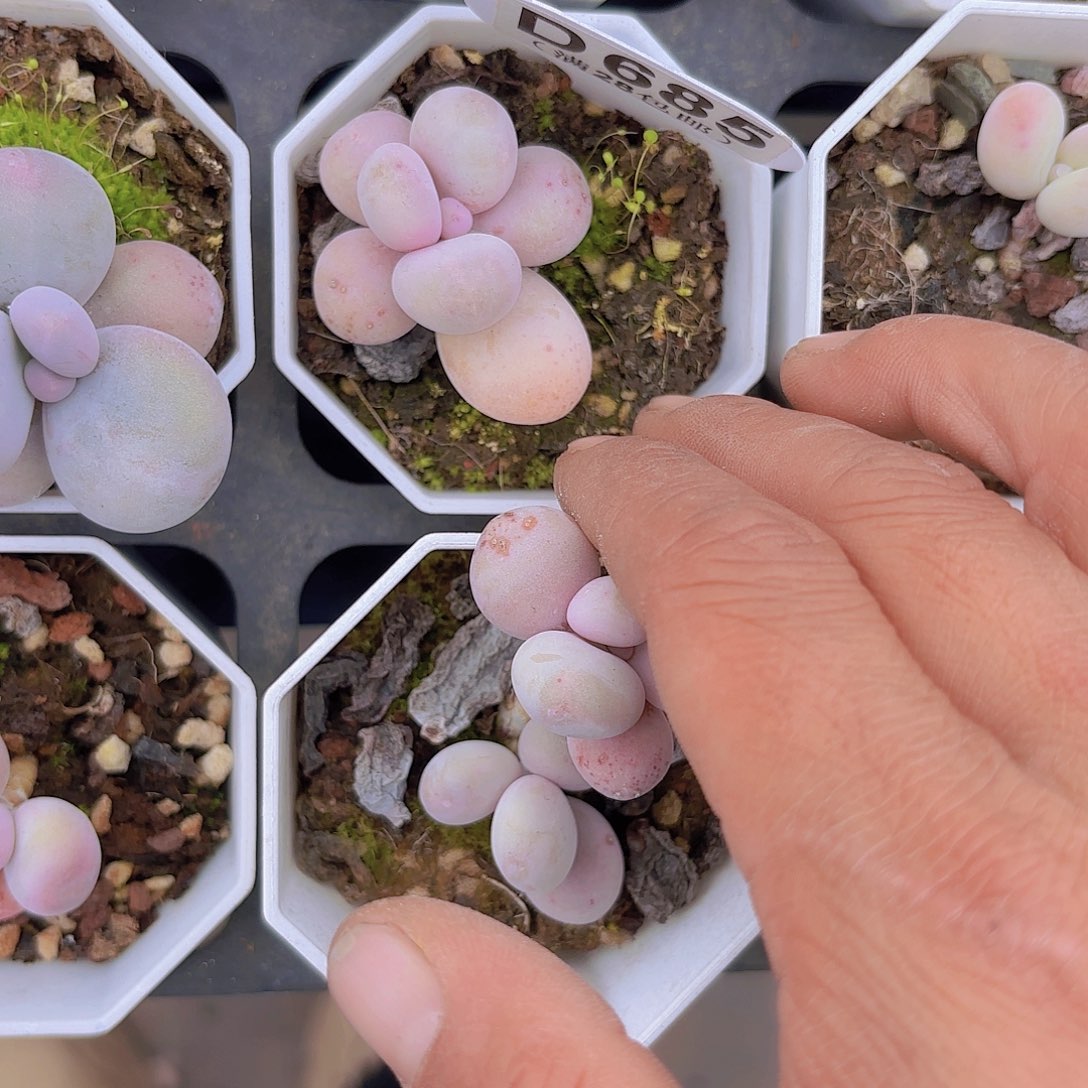 D685奶酪一物一拍