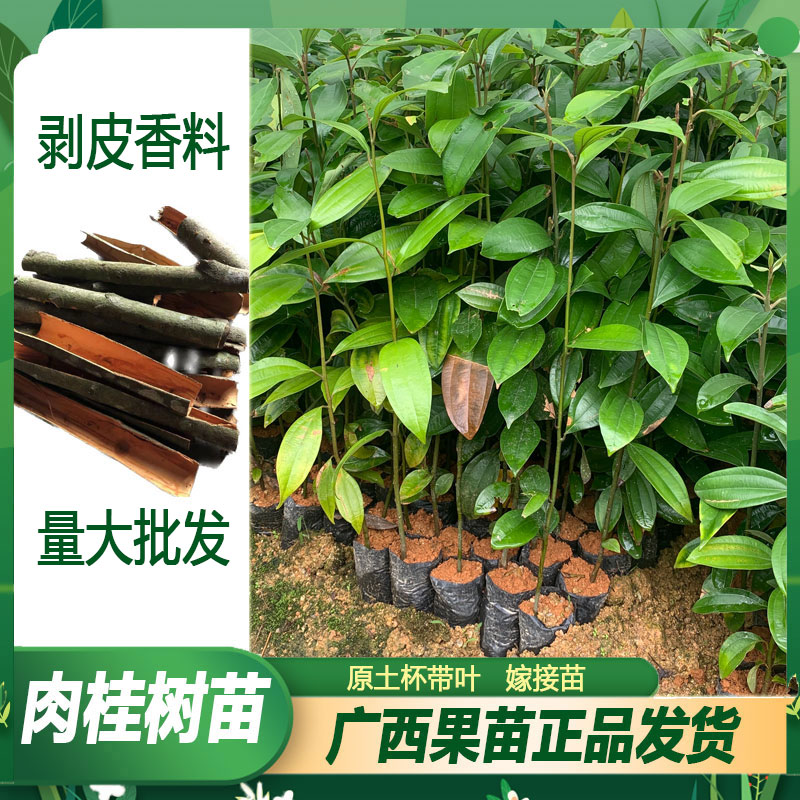 橙艾檬广西肉桂树苗适合盆栽桂皮苗多年生果树种植常绿小苗夏季