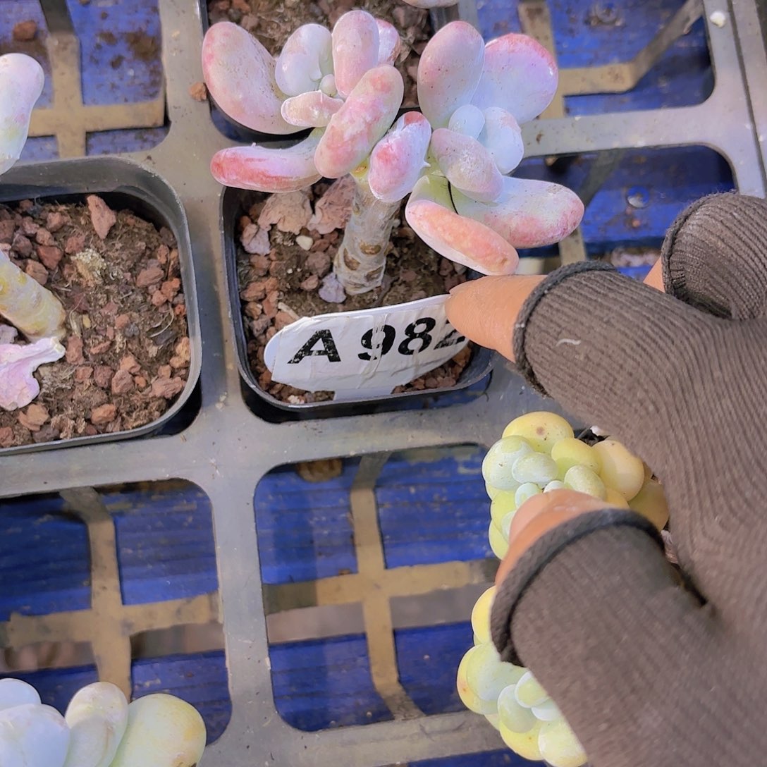 A982油煎丸子一物一拍