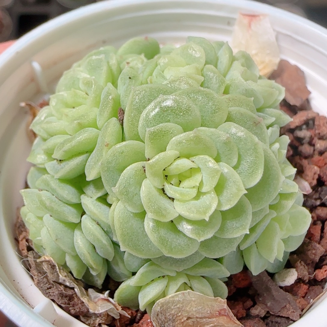 花语多肉1203-220