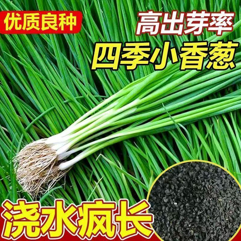 【四季小香葱种子】阳台盆栽庭院小菜园种植四季易种蔬菜种子