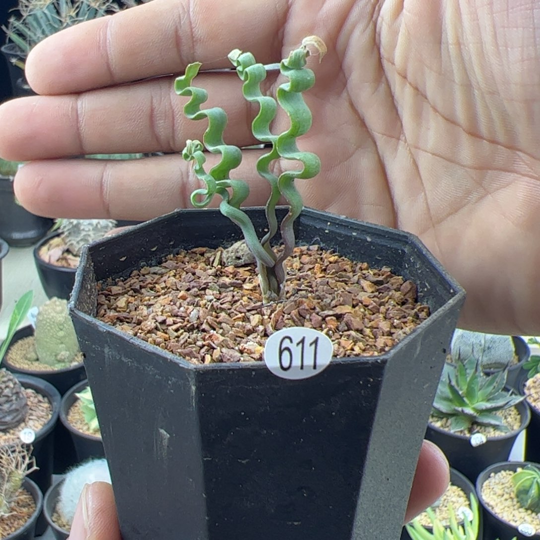 海带弹簧草一物一拍