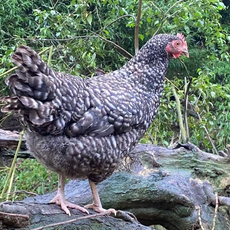 黑芦花整鸡生鲜肉质鲜美多汁到手10只