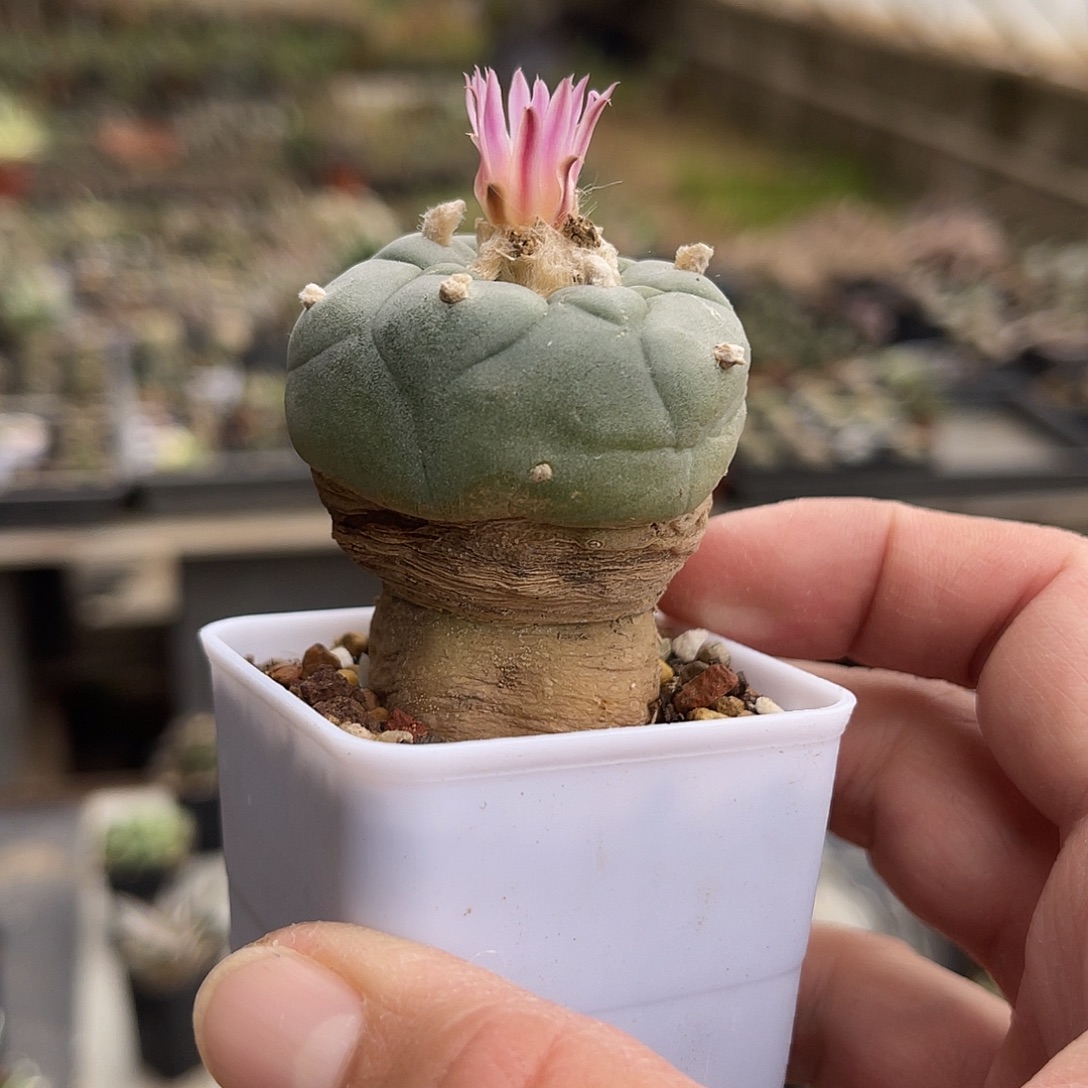 实生赤花银鱼一物一拍