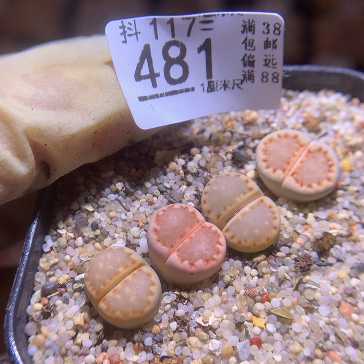 精品生石花117.481