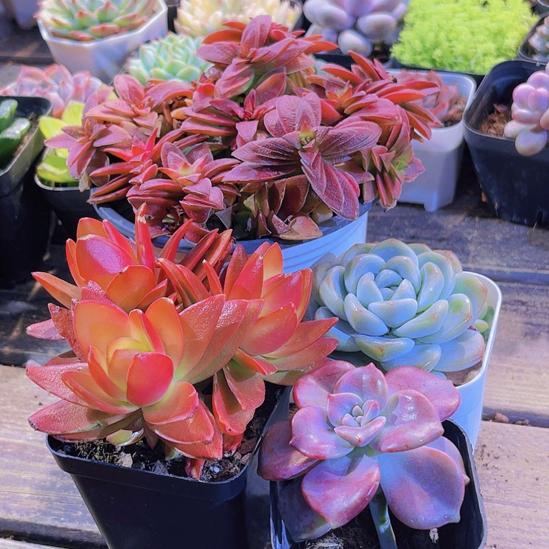 红叶季群。火祭群。紫乐 冰玉