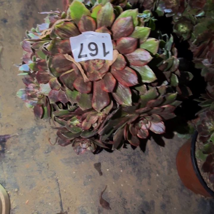 167半夏多肉植物不售后