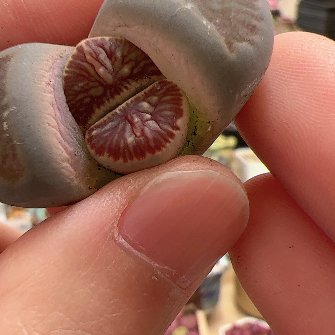 【闪购商品】229 红窗菊