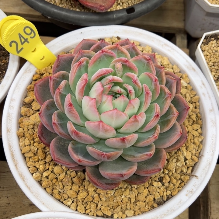 红鸾 单头 夏鸣园艺