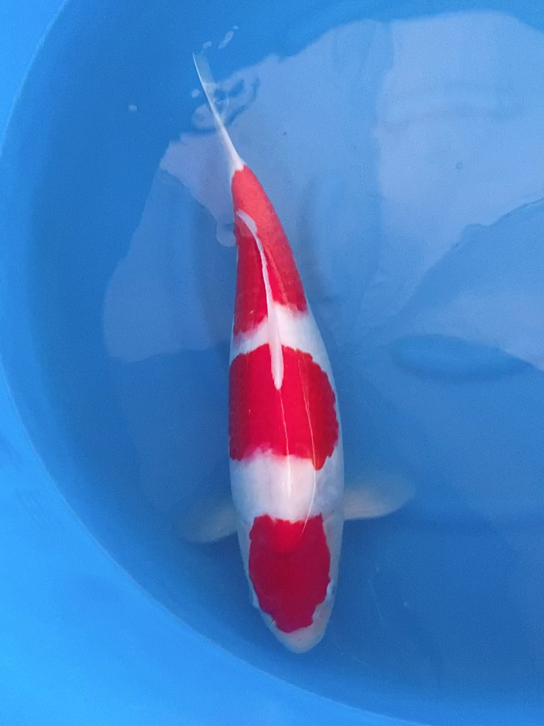 锦鲤冷水淡水观赏鱼好养耐活