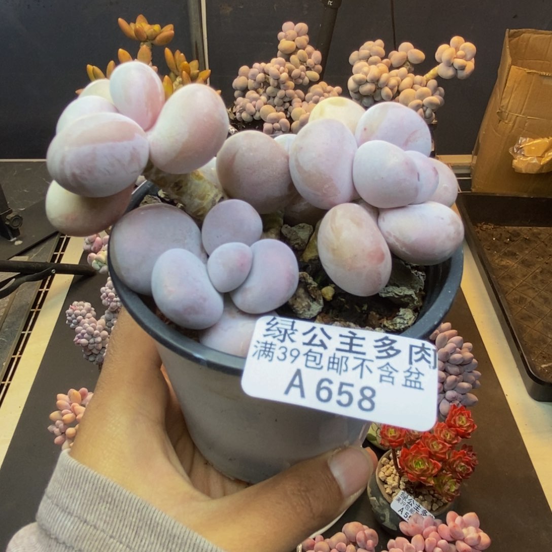 658水光针多肉7c m