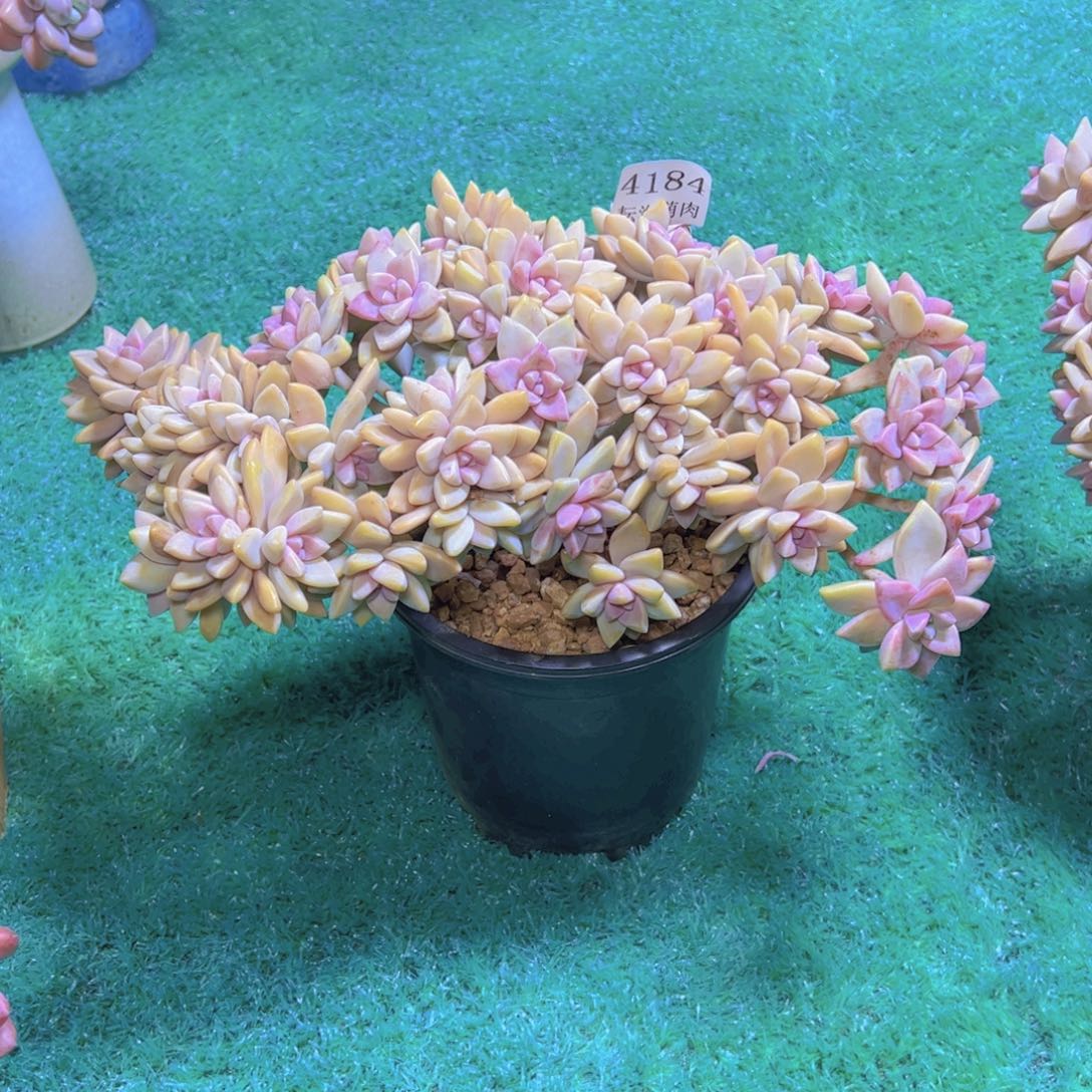 溏心淡雪4184多肉植物