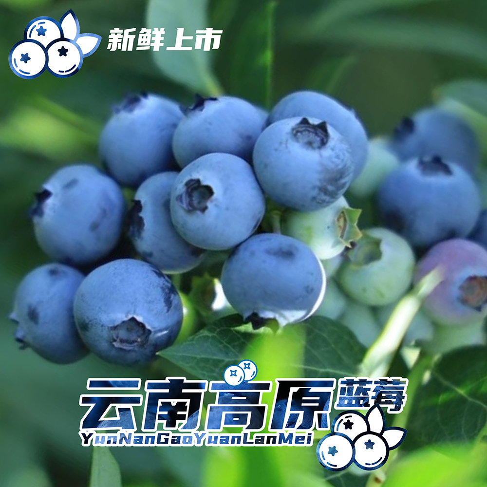 350g两桶装+云南澄江脆甜蓝莓原箱桶 孕妈辅食花香脆甜 基地直发