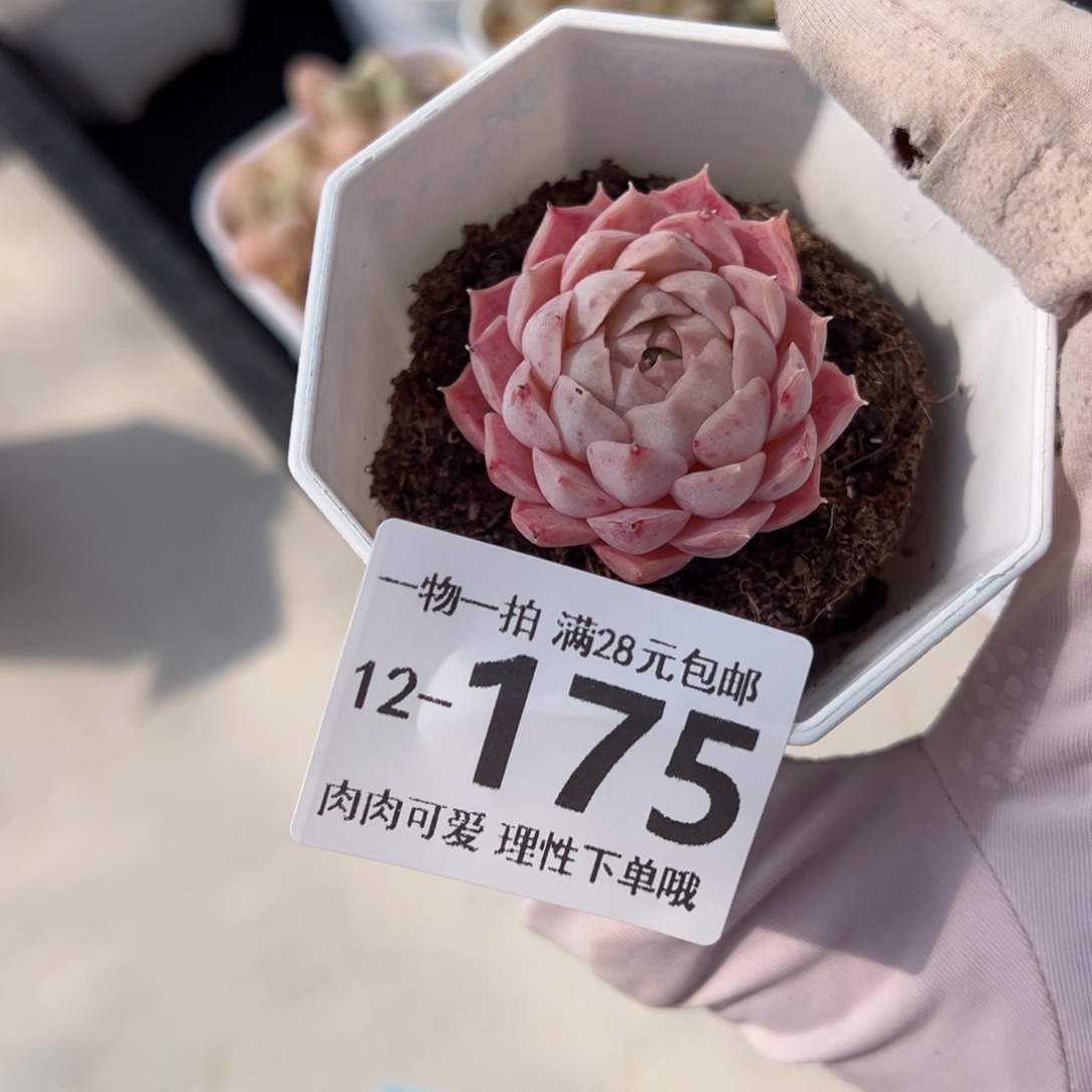 朱砂痣多肉多肉多肉多肉多肉