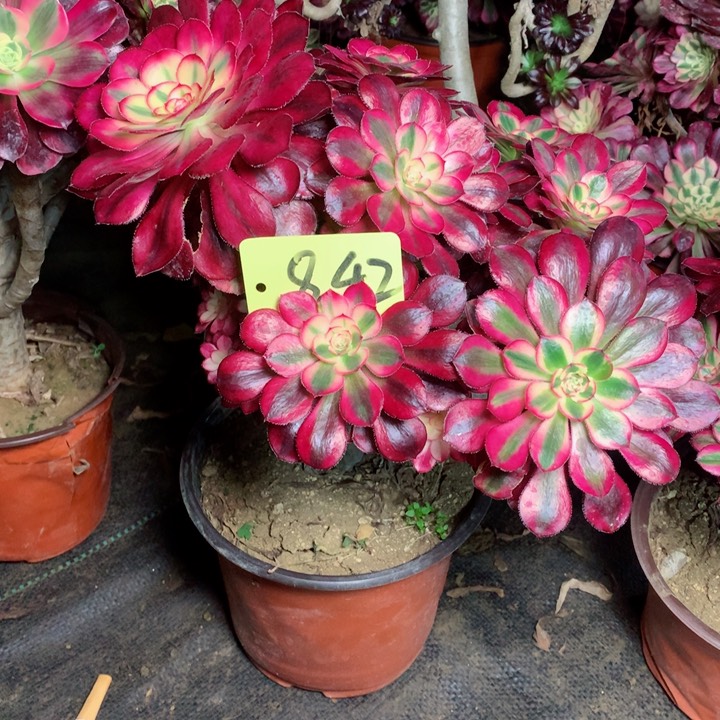 842香奈儿多肉111111