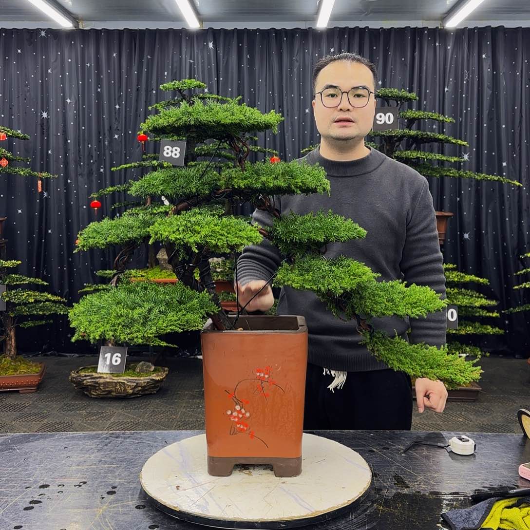 松树柏树造型盆景