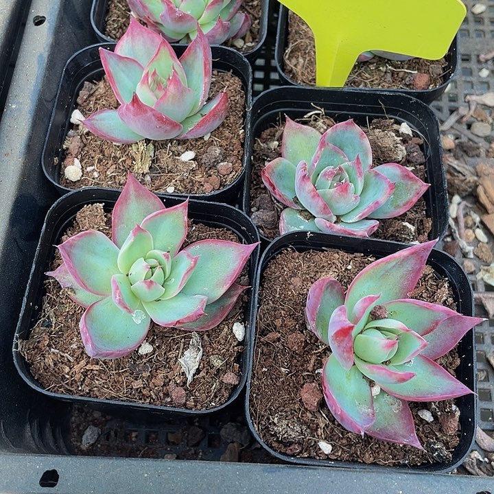 惊鸿3.8带盆土发