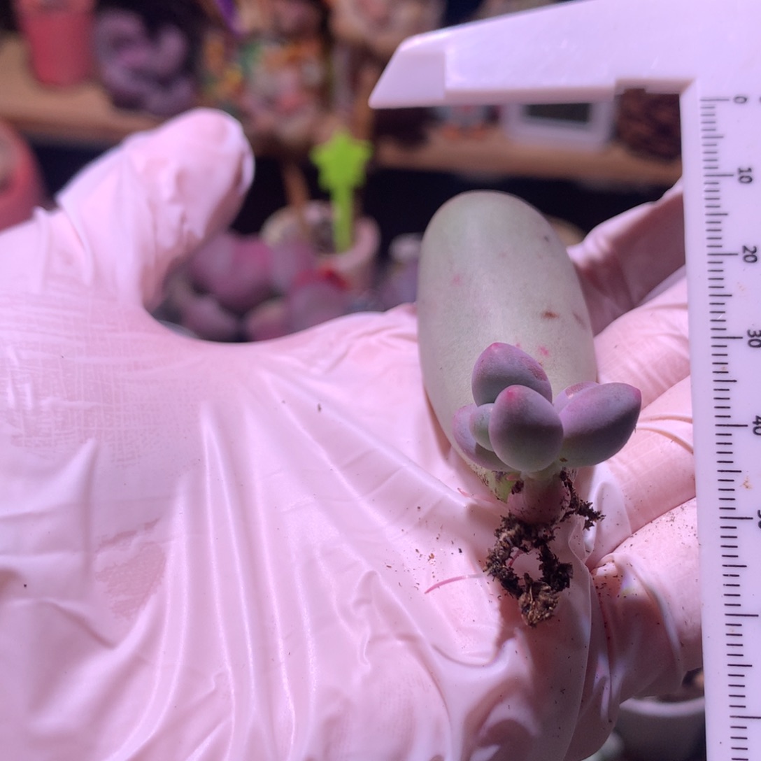 永****爷米可奶酪多肉叶插苗。