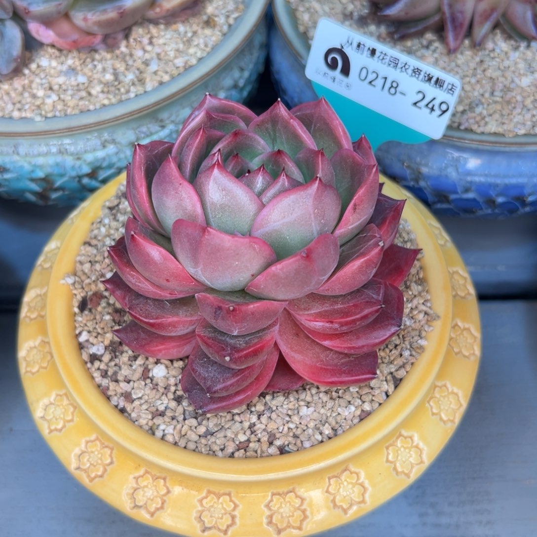 多肉一物一拍0218-249